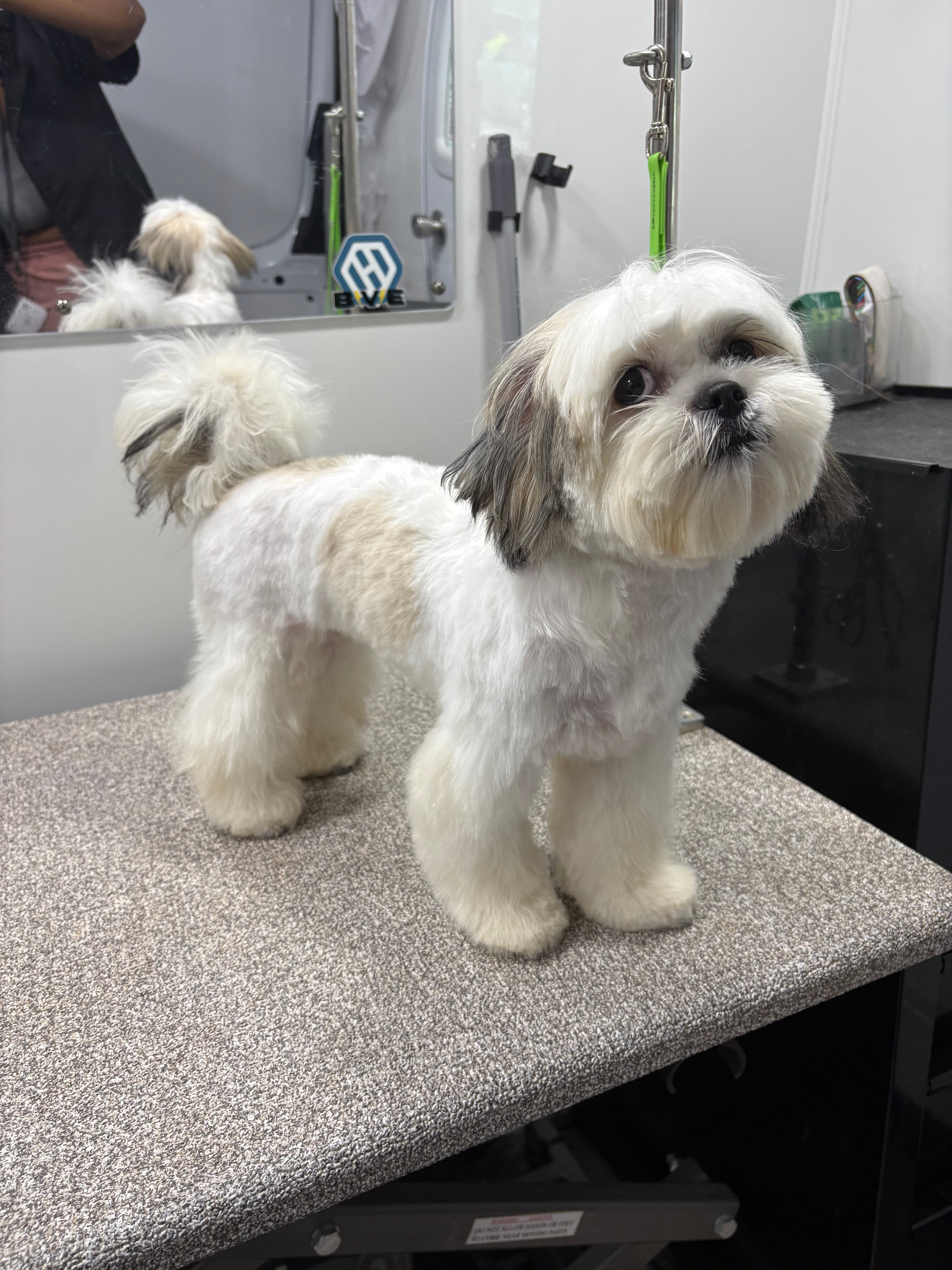 Adorable groomed shih tzu